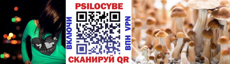 мега tor  Шилка  Галлюциногенные грибы Psilocybe 